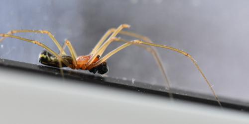 Réf. 323 556 : Neriene radiata